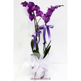 2DALLI-MOR-ORKİDE